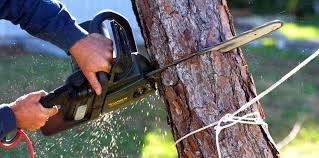 Trusted New Hope, MS Tree Removal and Landscaping Services Experts